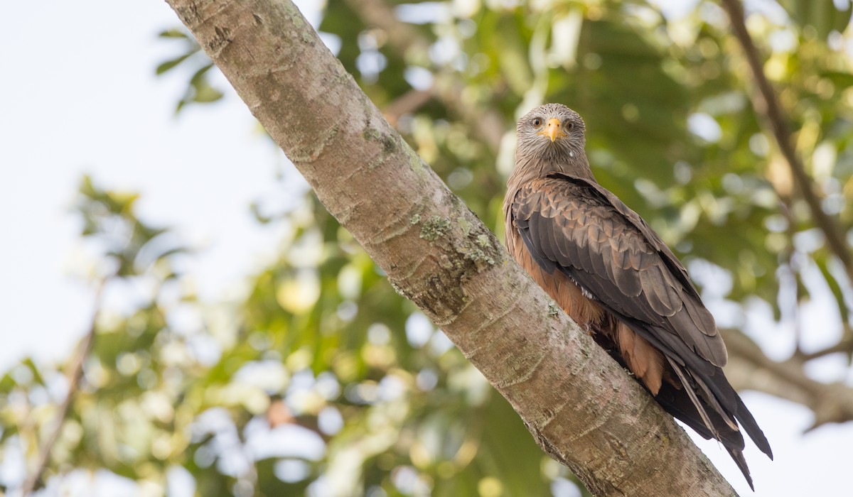 Black Kite (Yellow-billed) - ML121446551