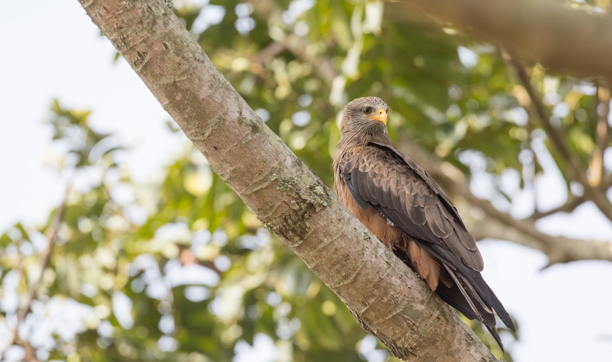 Black Kite (Yellow-billed) - ML121446561