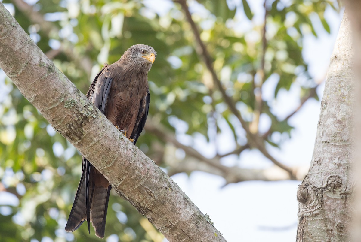 Black Kite (Yellow-billed) - ML121446571