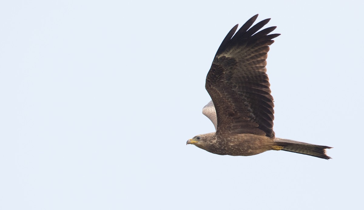 Black Kite (Yellow-billed) - ML121446581