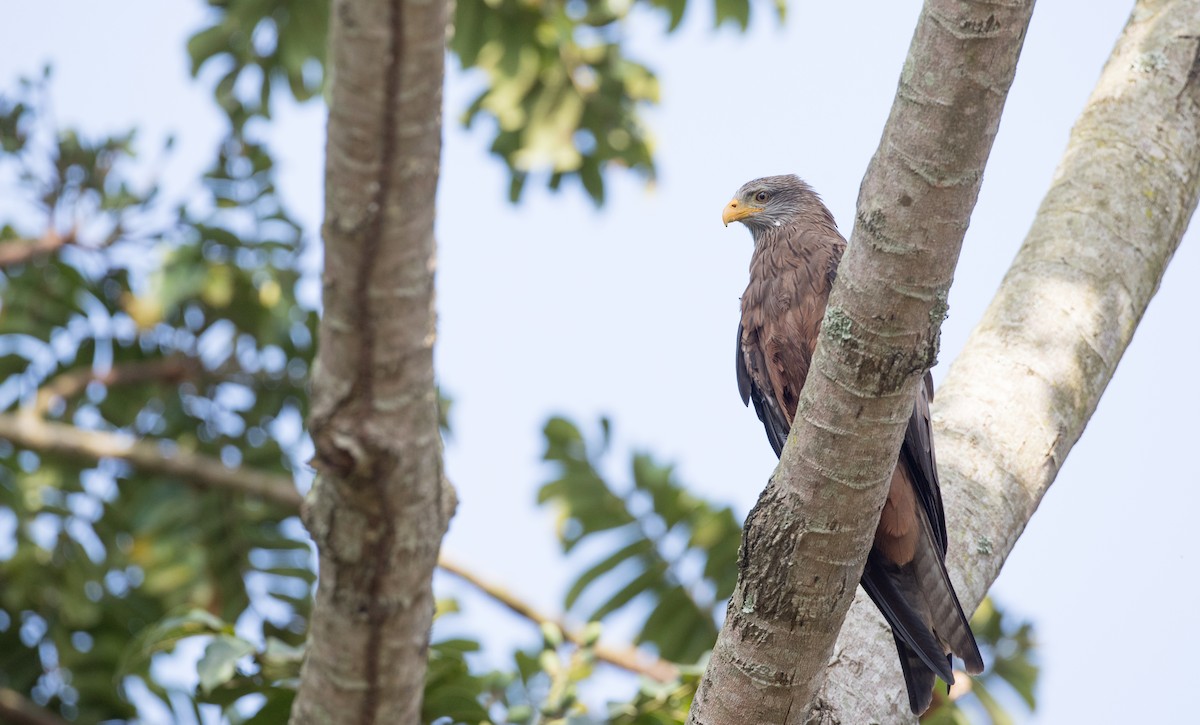 Black Kite (Yellow-billed) - ML121446591