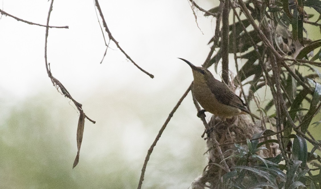 Нектаркові sp. (sunbird sp.) - ML121446691