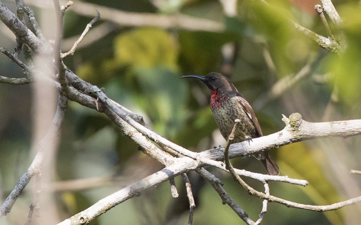 Scarlet-chested Sunbird - Ian Davies