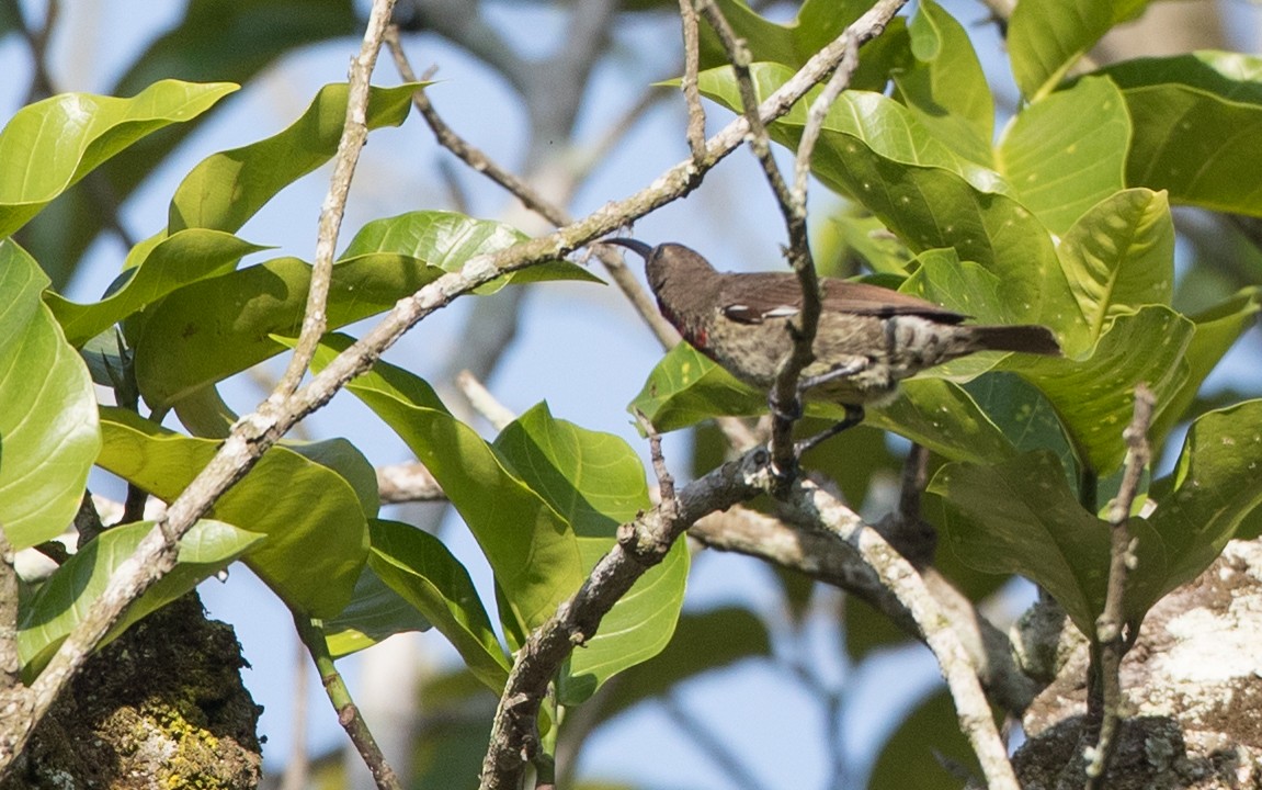 Scarlet-chested Sunbird - ML121446711