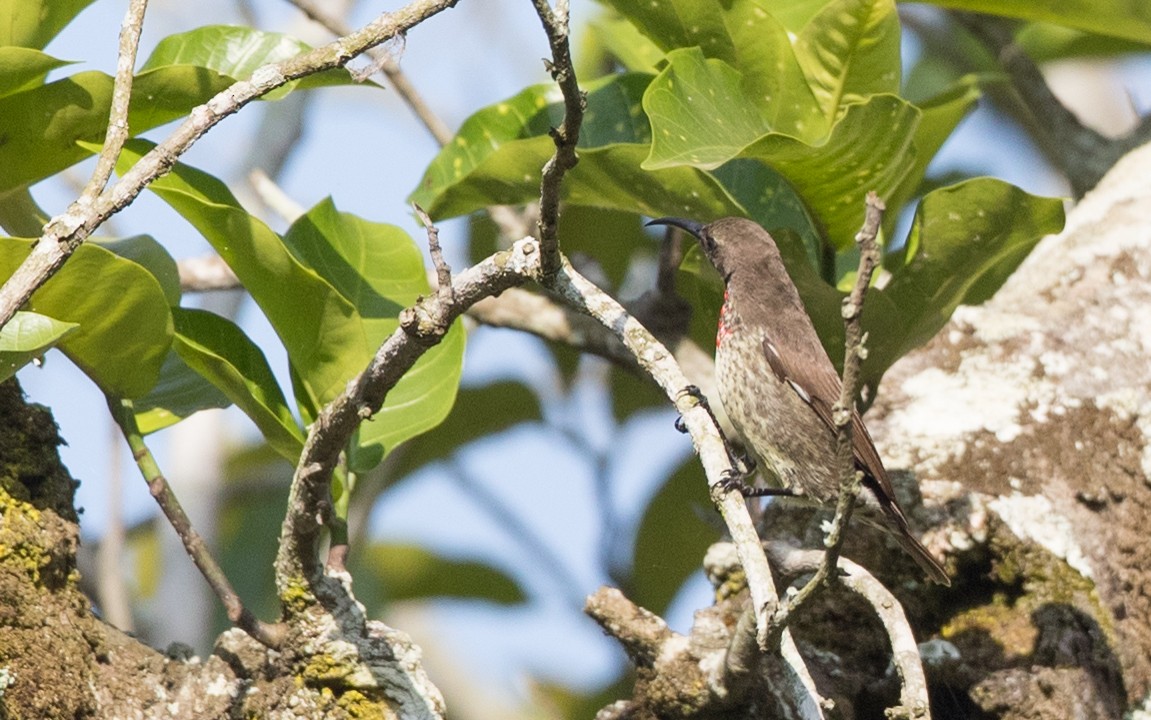 Scarlet-chested Sunbird - ML121446721