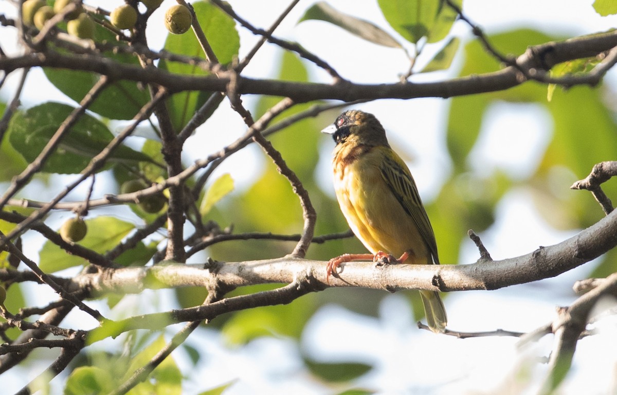 Golden-backed Weaver - Ian Davies