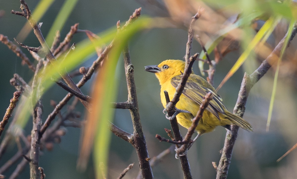 Slender-billed Weaver - ML121446831