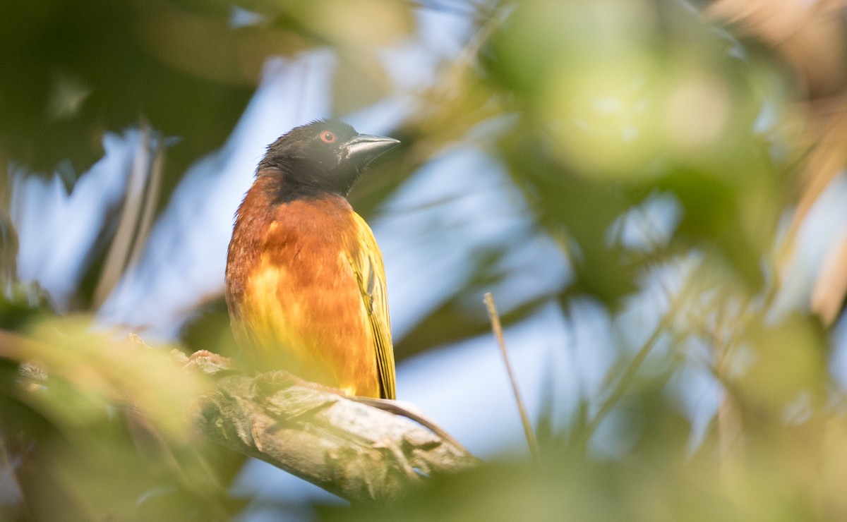 Golden-backed Weaver - ML121446841