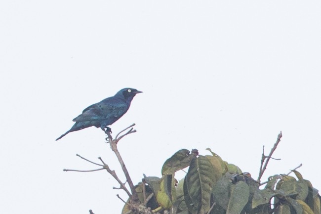 Splendid Starling - ML121446911