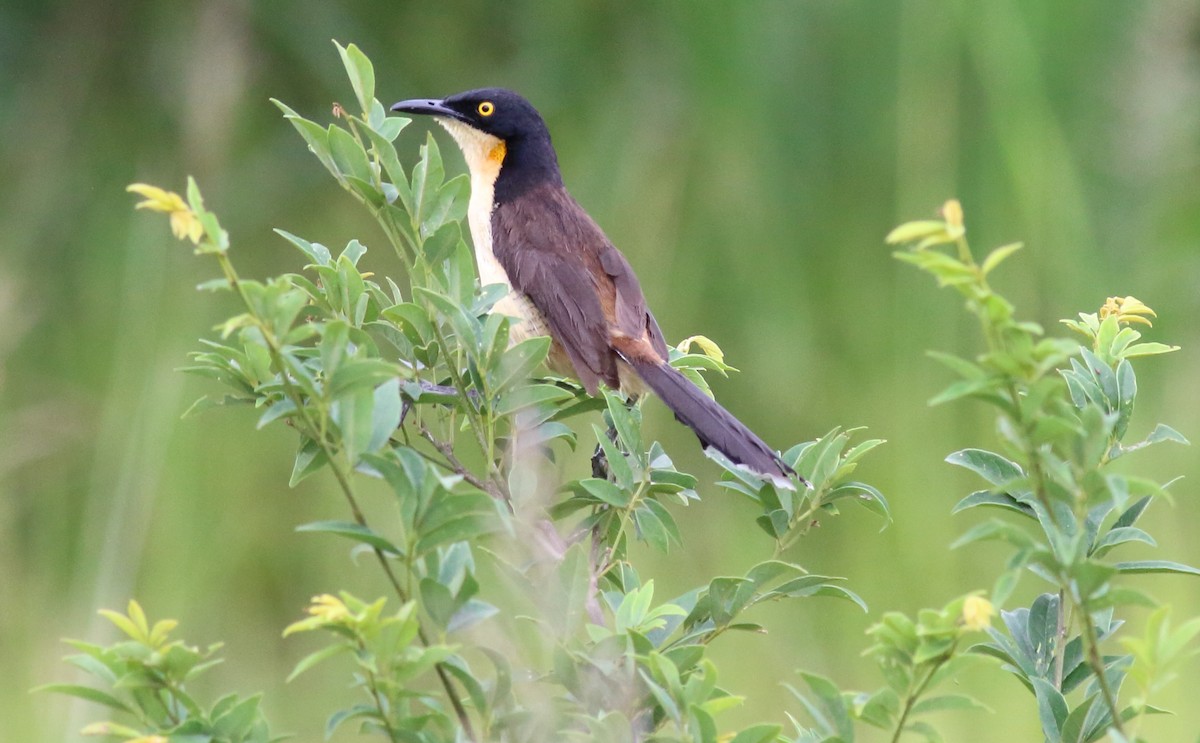 Black-capped Donacobius - ML121447101