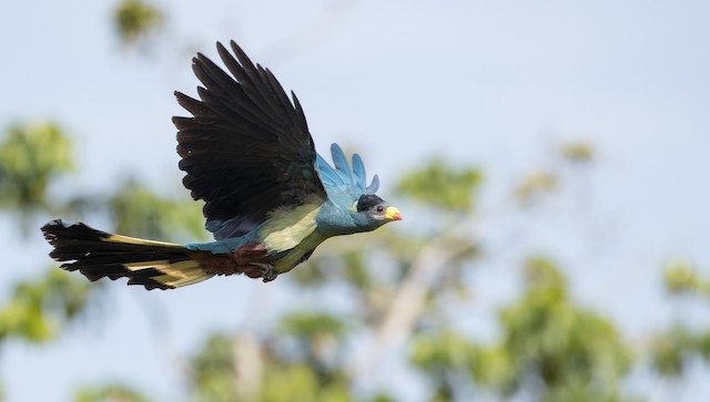 Great Blue Turaco