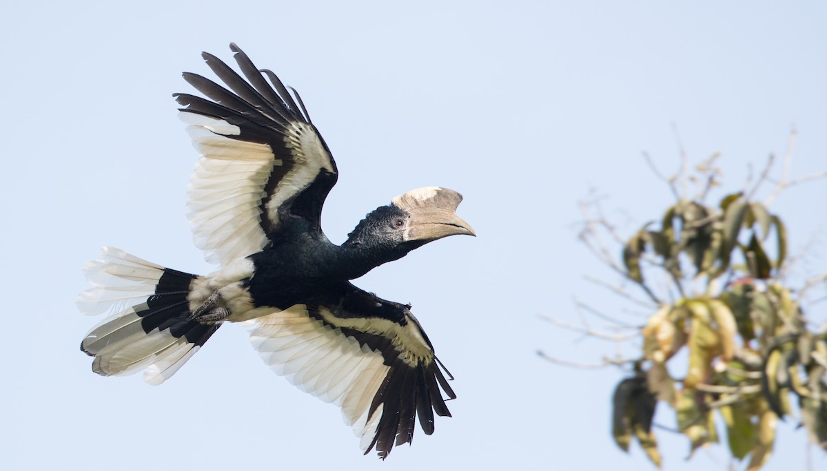 Black-and-white-casqued Hornbill - ML121447321