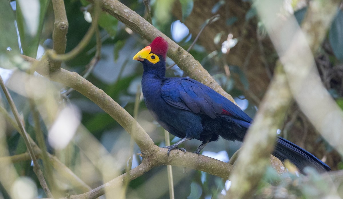 Ross's Turaco - ML121447331