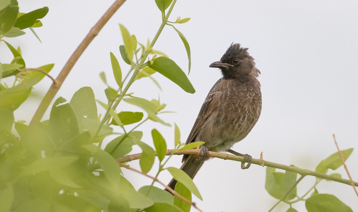 Red-vented Bulbul - Ian Davies