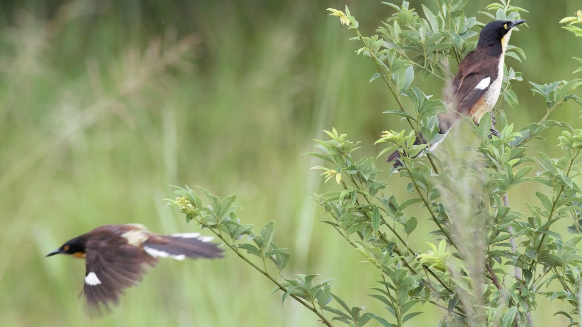 Black-capped Donacobius - ML121448241