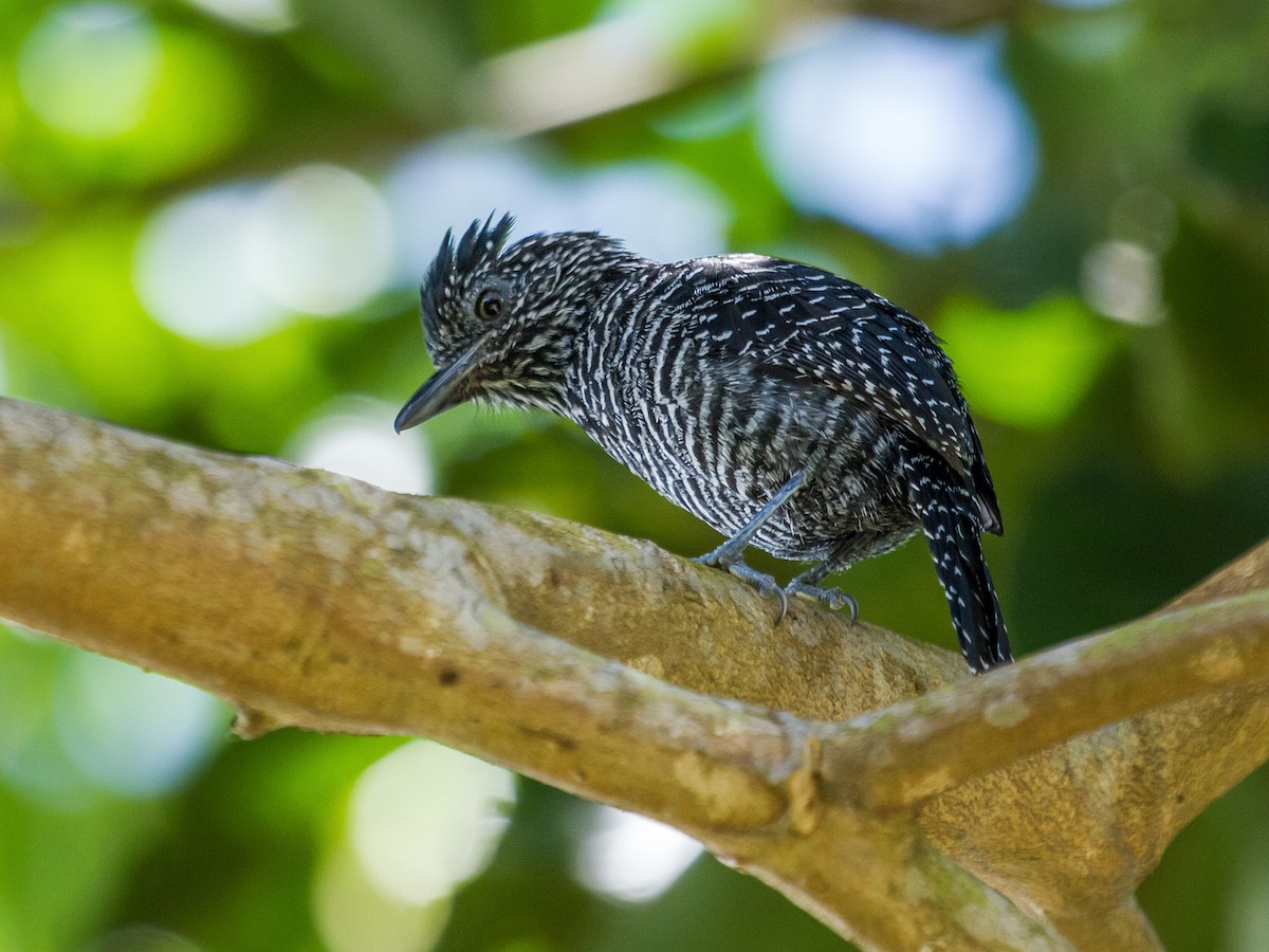Lined Antshrike - Nick Athanas