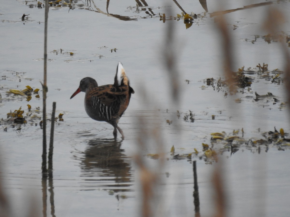 Water Rail - ML121449811