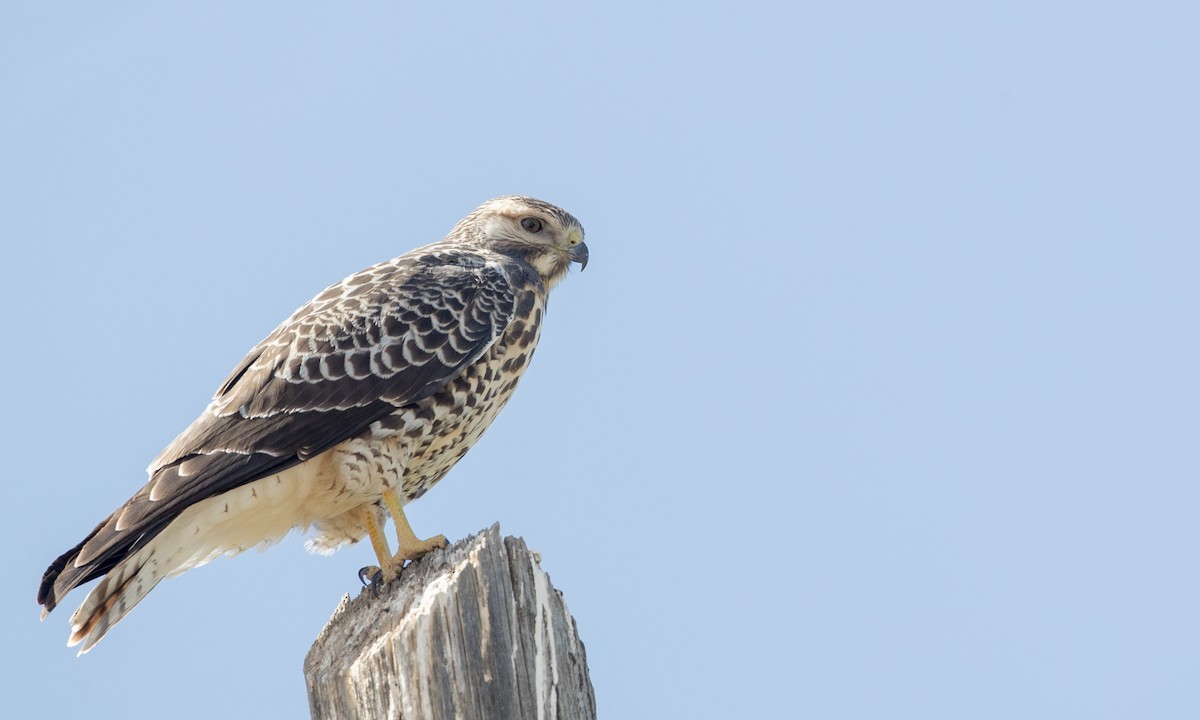 Swainson's Hawk - Ian Davies