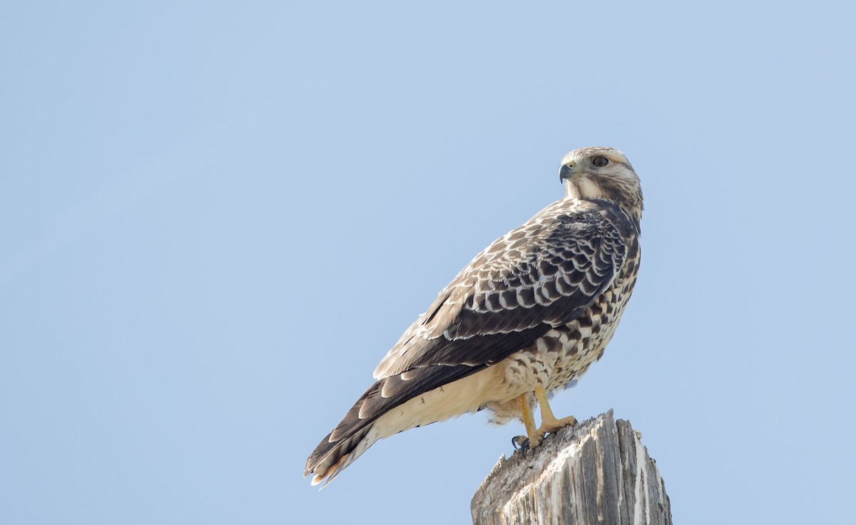 Swainson's Hawk - ML121452291