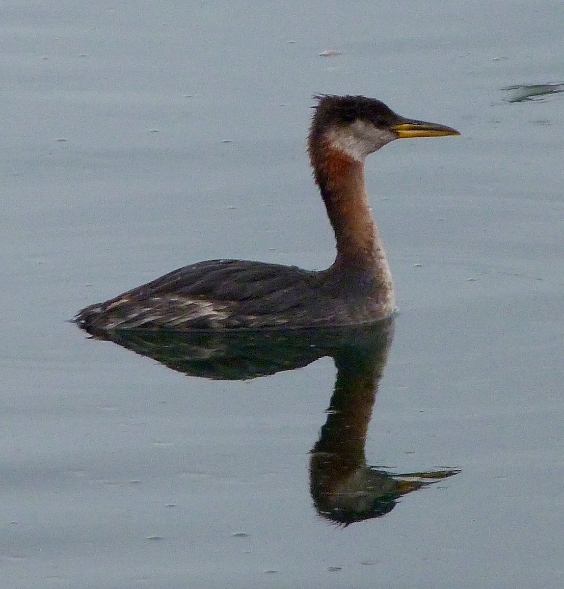 Red-necked Grebe - Midisland Birder