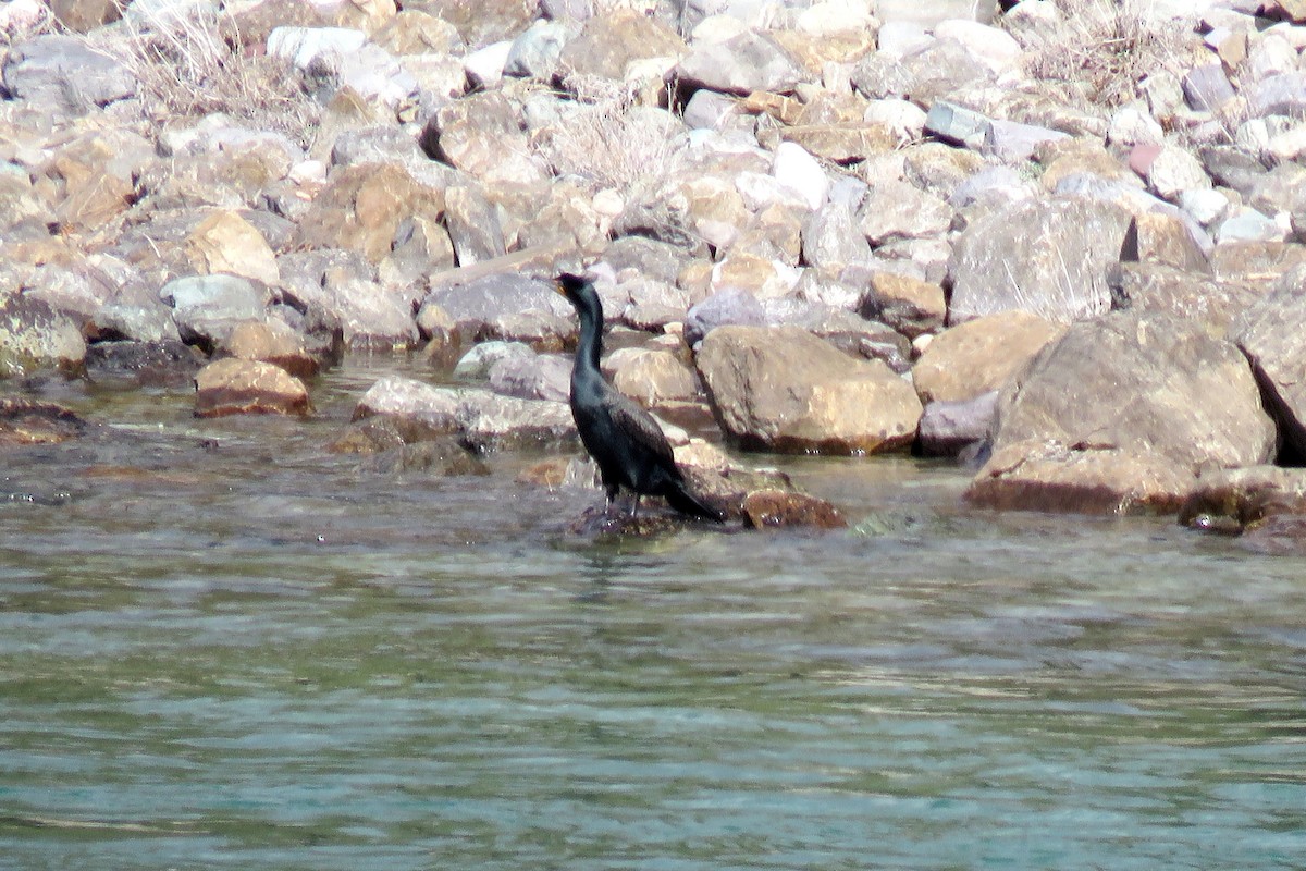 Cormoran à aigrettes - ML121452451