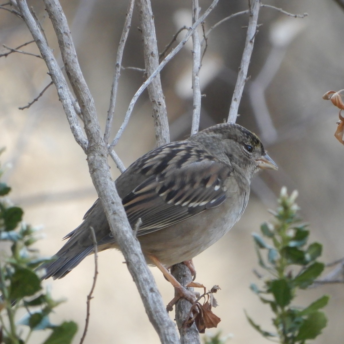 Golden-crowned Sparrow - ML121452941