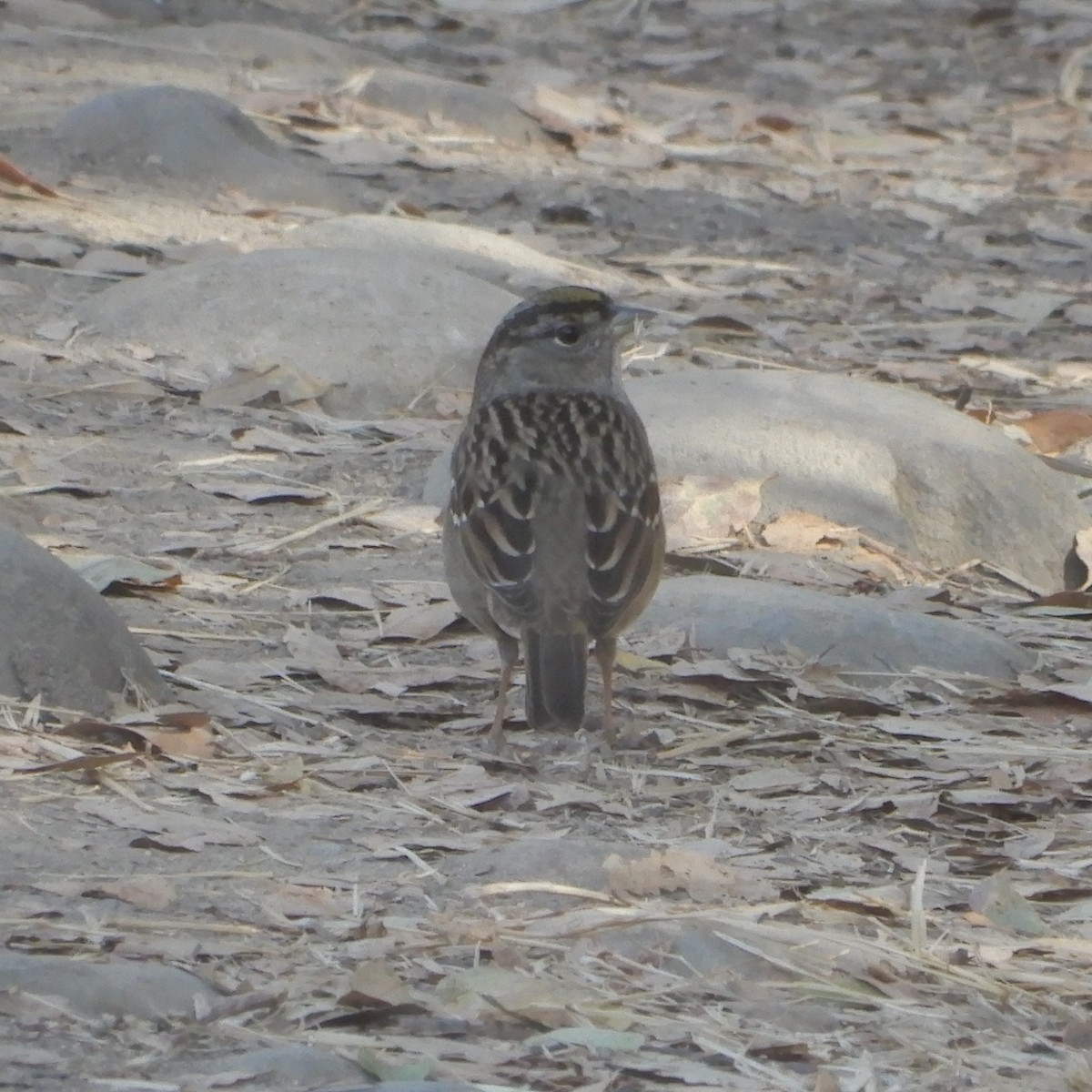 Golden-crowned Sparrow - ML121452961