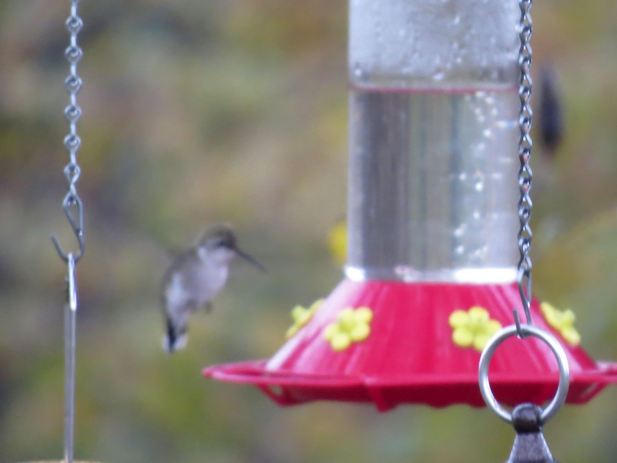 Ruby-throated Hummingbird - ML121453261