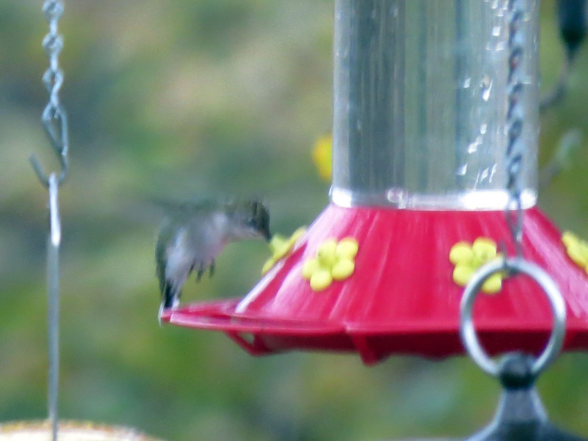 Ruby-throated Hummingbird - ML121453271