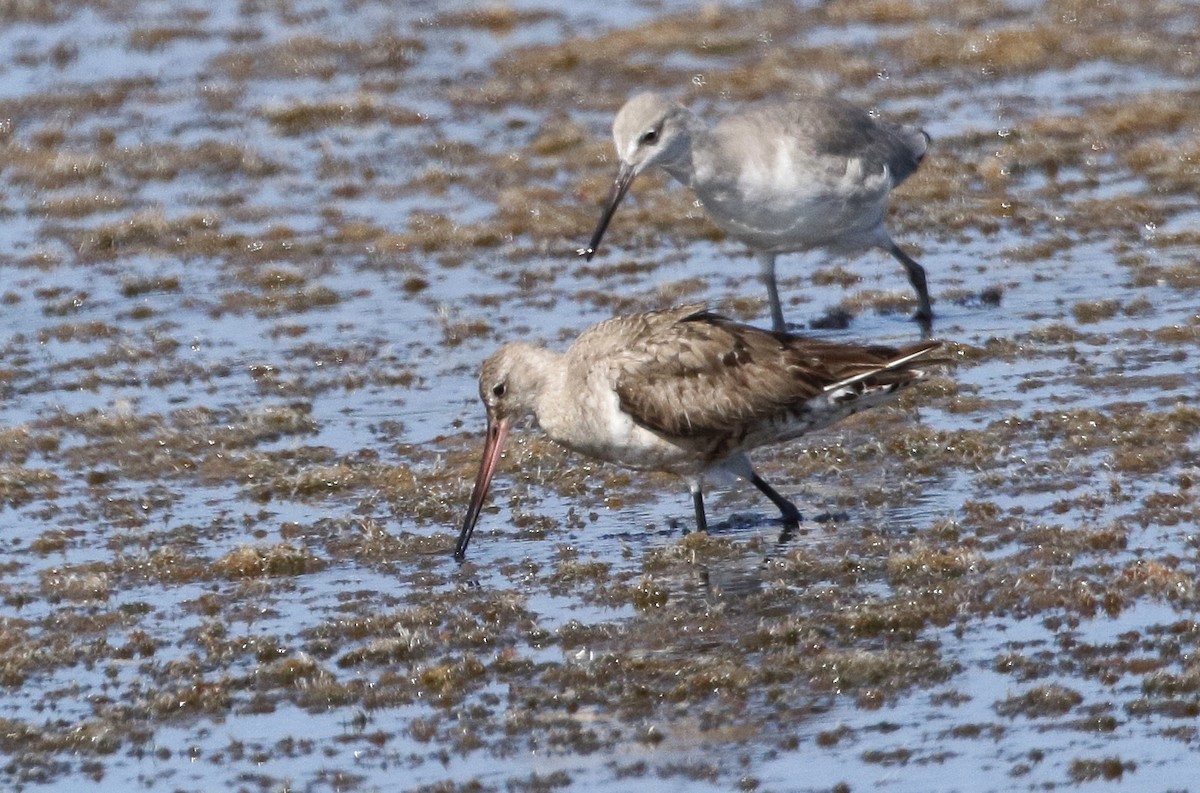 Hudsonian Godwit - mitchell HARRIS