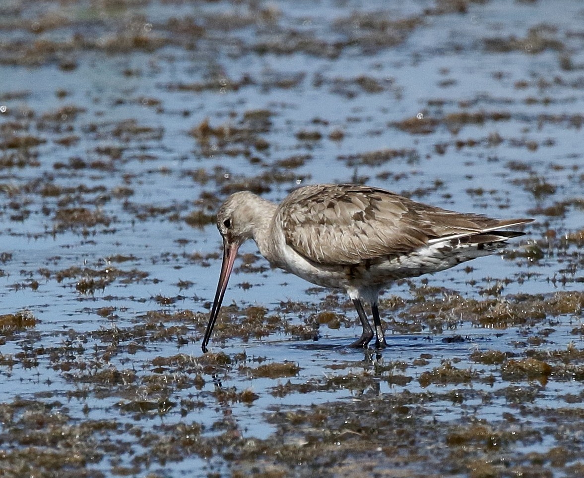 Hudsonian Godwit - ML121453561