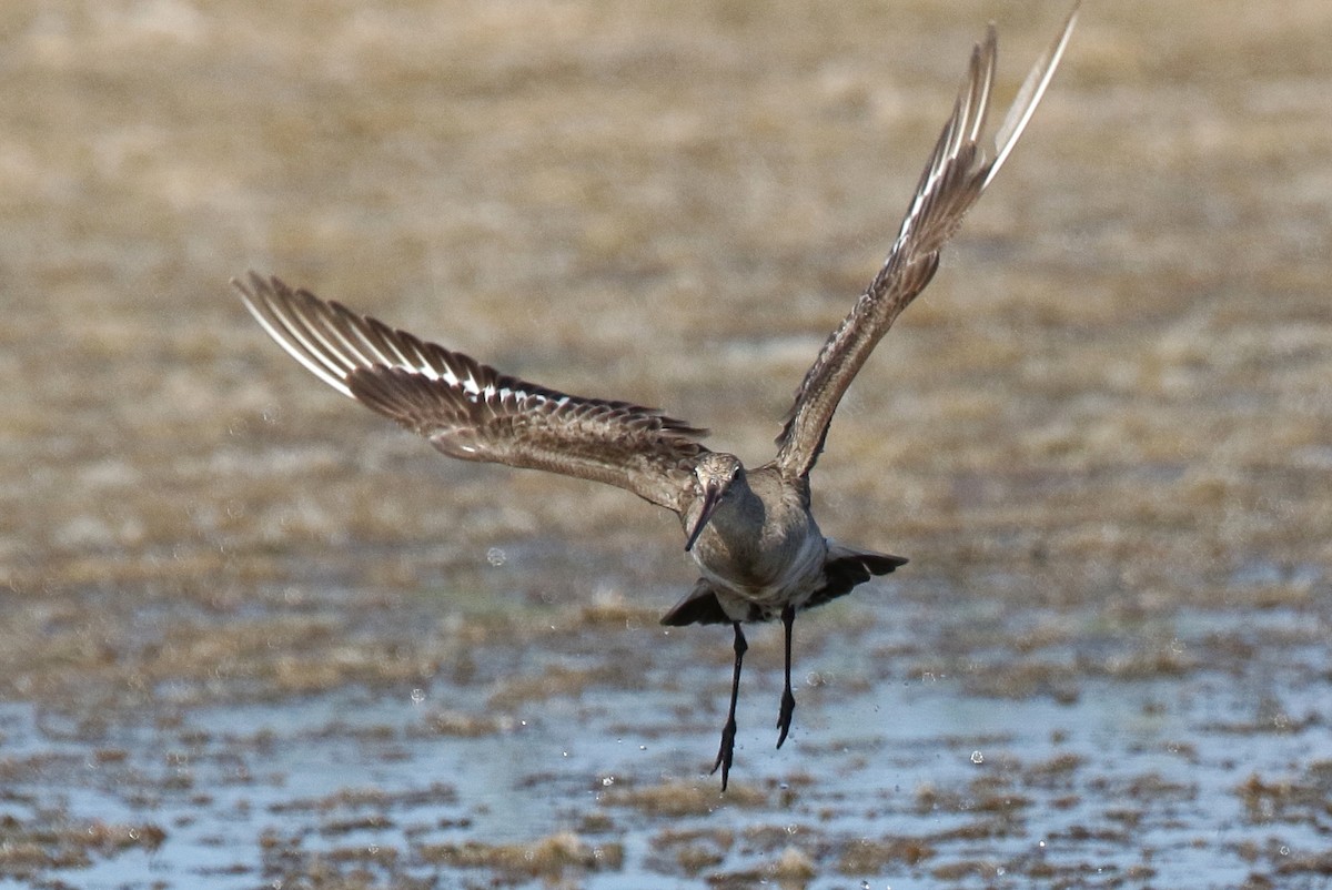 Hudsonian Godwit - ML121453621