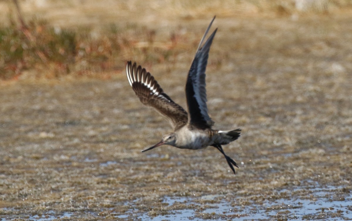 Hudsonian Godwit - ML121453931