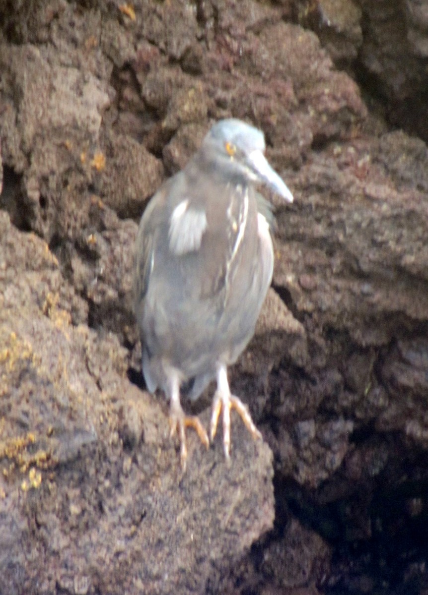 Striated Heron (Galapagos) - Bruce Deuel