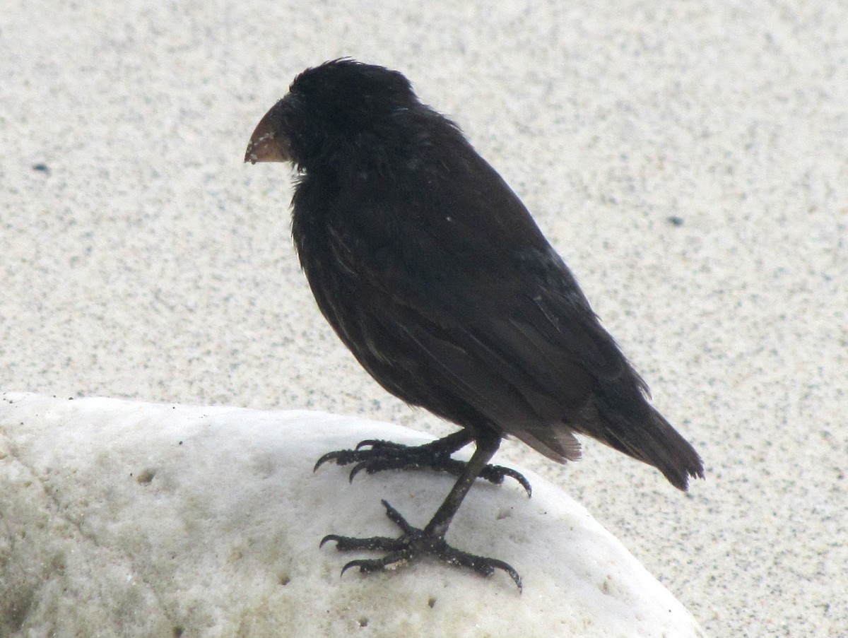 Genovesa Cactus-Finch - ML121455371