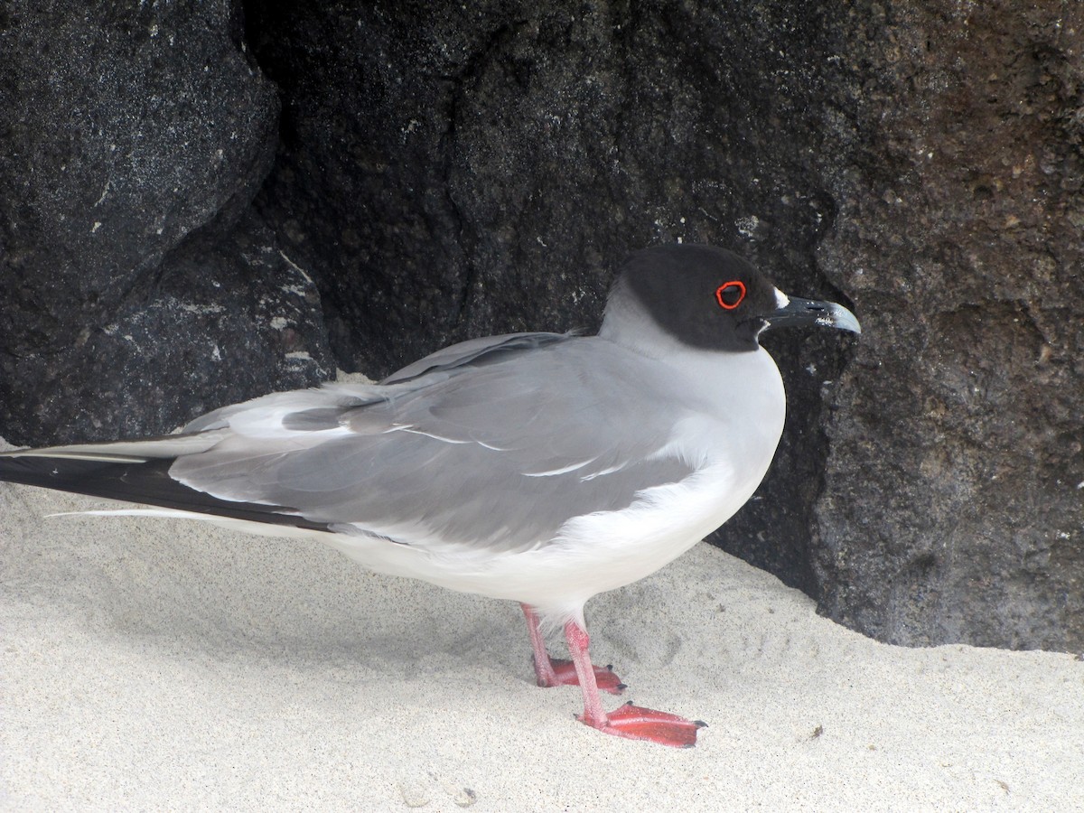 Swallow-tailed Gull - ML121455521