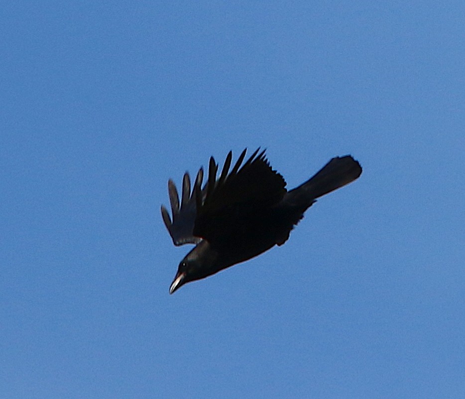 American Crow - ML121457811