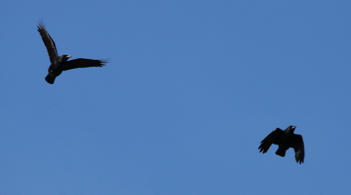 American Crow - Lori White