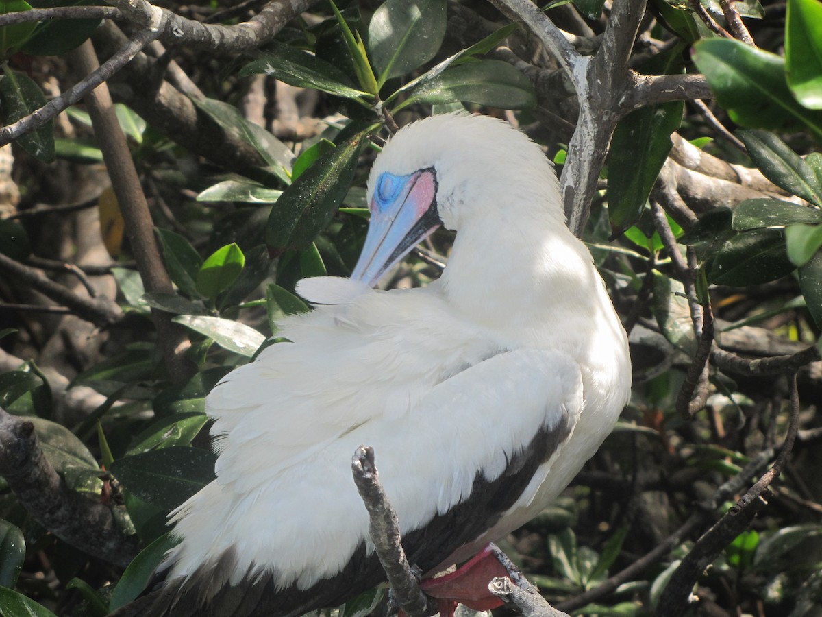 Red-footed Booby (Eastern Pacific) - ML121458181