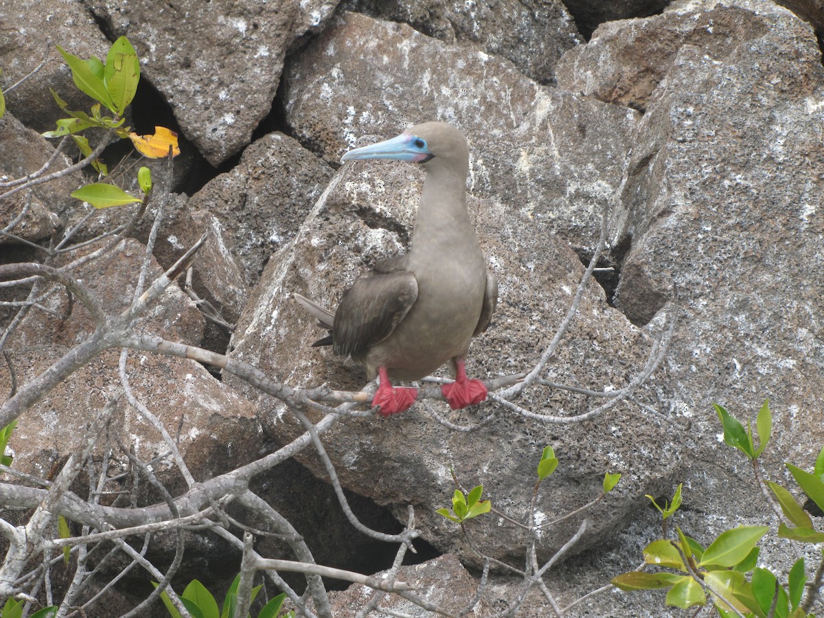 Red-footed Booby (Eastern Pacific) - ML121458201