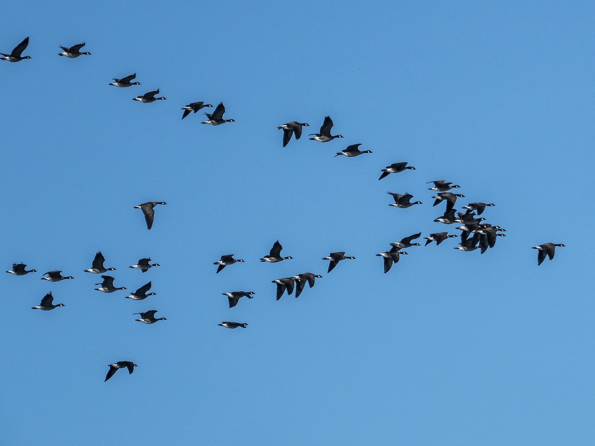 Cackling Goose (Aleutian) - Carol Greenstreet