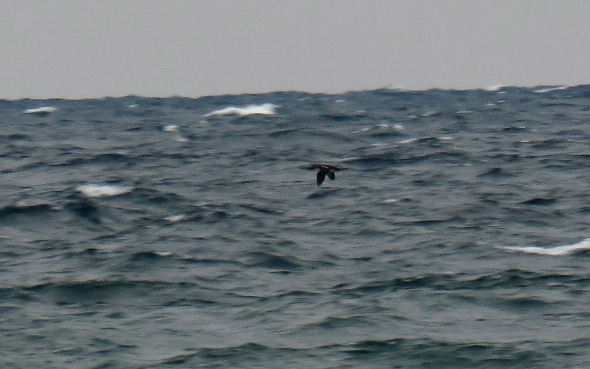 Pacific Loon - ML121459921