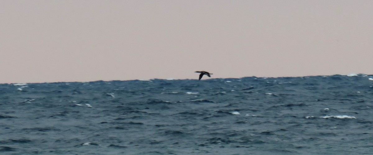 Pacific Loon - ML121459931