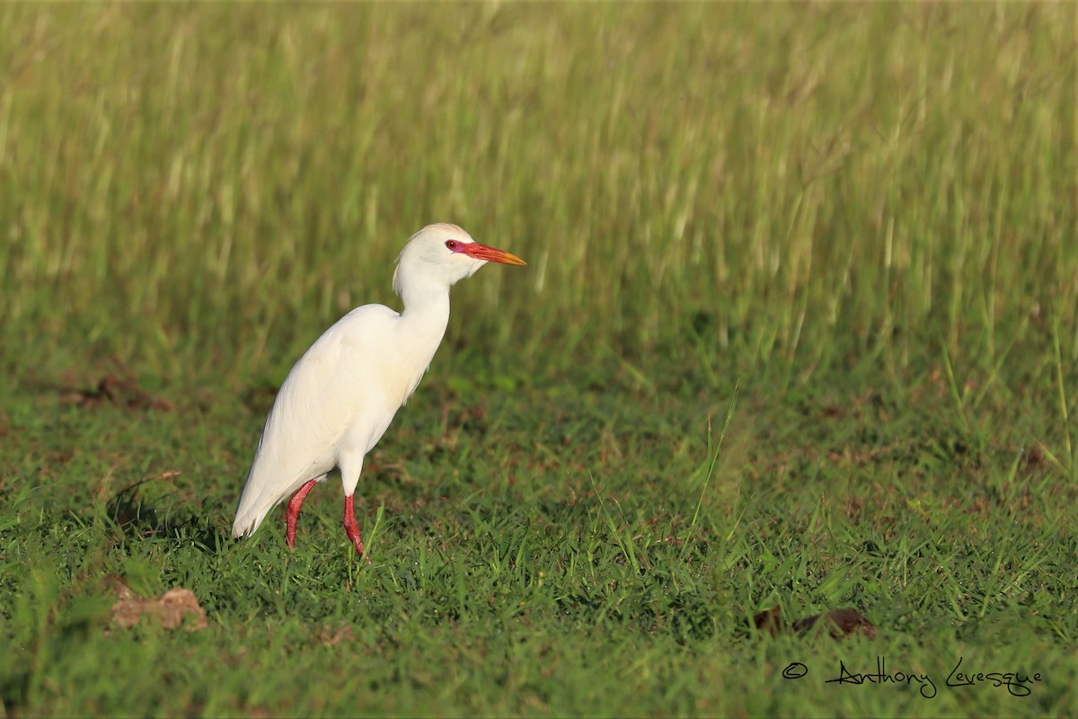 Western Cattle-Egret - ML121460031