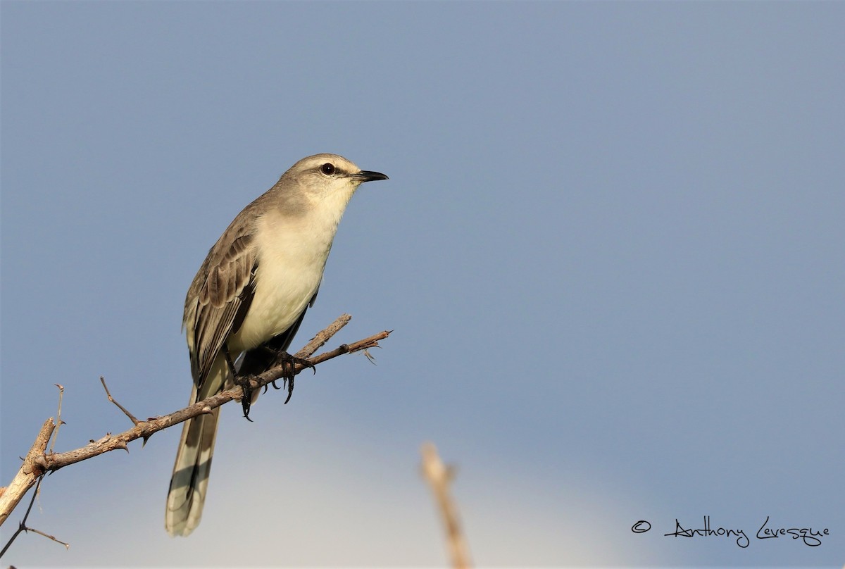 Tropical Mockingbird - ML121460051