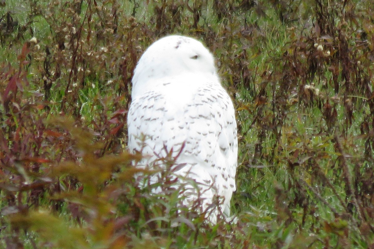 Snowy Owl - ML121460641