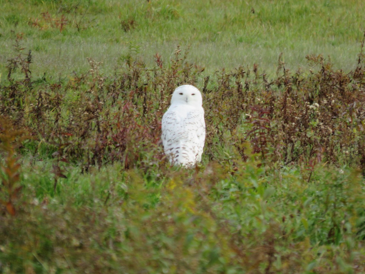 Snowy Owl - ML121460691