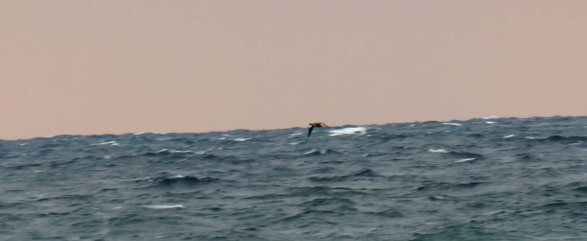 Pacific Loon - ML121460811