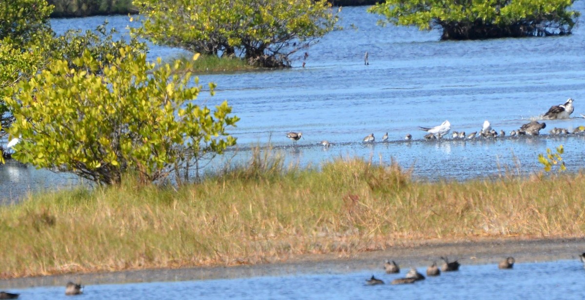 Hudsonian Godwit - ML121462181