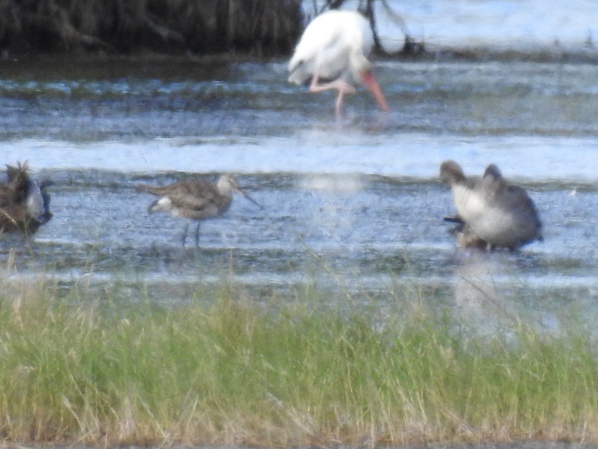 Hudsonian Godwit - ML121463231